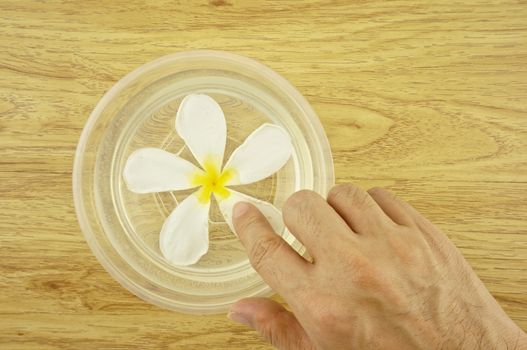 Plumeria place on the water in a plastic bowl with wood background.