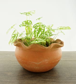 Caladium humboldtii has white and green leaves in brown pot on a wooden floor and white background.