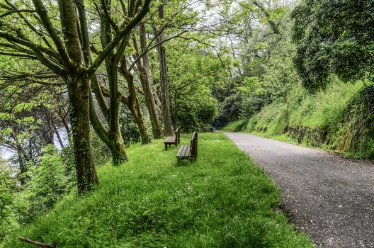 Road thru the forest