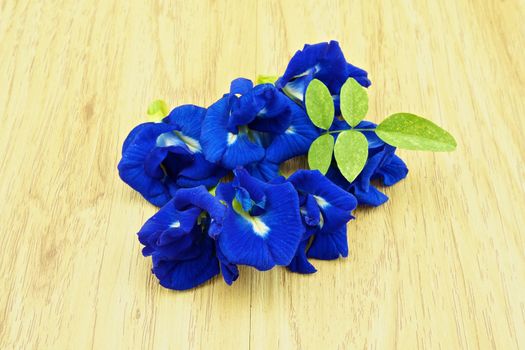 Asian Pigeonwings or Clitoria ternatea is a violet flowers with green leafs on wood background.