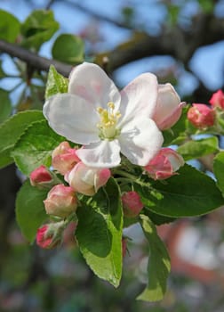 Pink apple blossoms in spring