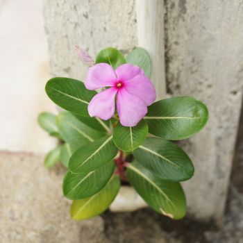 Vinca is pink flower and green leaves grow beside pole.