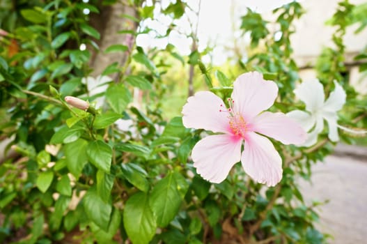 Hibiscus rosa sinensis is pink flower, that has big petal and beautiful pollen.