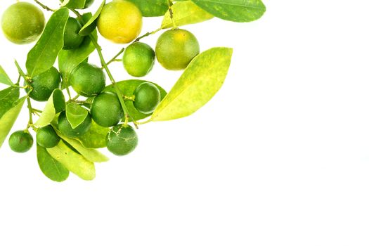 Group of green calamondin and leaf used instead of lemon isolated on white background.