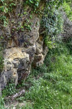 Very detailet rock texture in the forest.