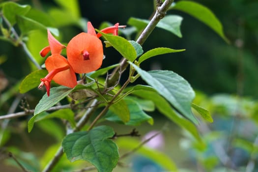 Holmskioldia sanguinea is orange flower like chinese hat with leaf in forest.