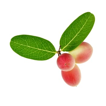 Red carunda or karonda with leaf isolated on white background.