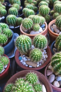 Small green cactus has many thorn in pot with stone.