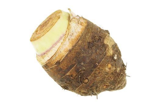 Taro or Colocasia esculenta is root isolated on white background.