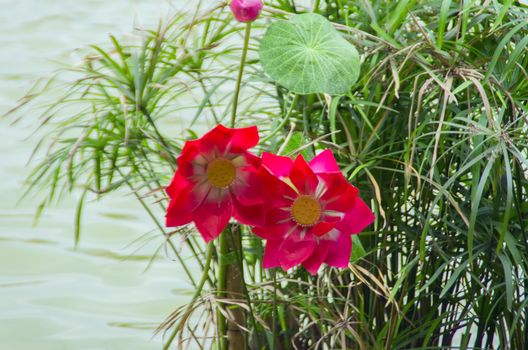 Red Lotuses in Sword Lake Hanoi, Vietnam.