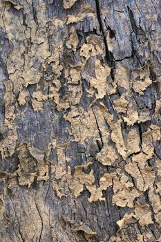 Texture of dead wood in forest region rainforest in Thailand.