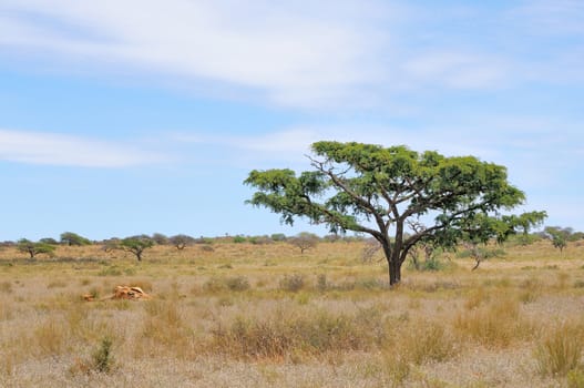 Remains of a giraffe in the Mokala National Park, South Africa
