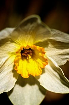 Beauty Yellow and White Daffodil closeup. Focus on Edge of Pistil