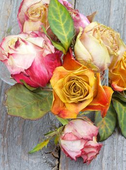 Arrangement of Colorful Withered Roses with Leafs in Glass Vase isolated on Rustic Wooden background 