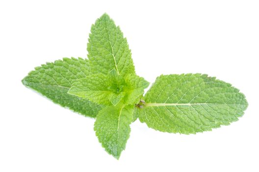 Sprig of Fresh Green Peppermint isolated on white background