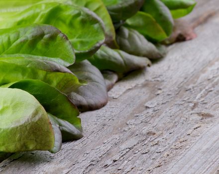 Frame of Fresh Crunchy Green and Red Butterhead Lettuce In a Row on Rustic Wooden background. Focus on Foreground