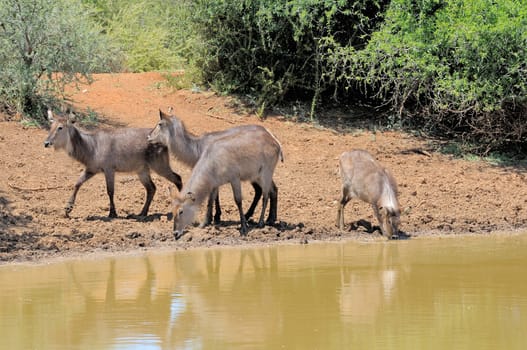 Young Waterbuck, Kobus ellipsiprymnus, at Stofdam in the Mokala National Park, South Africa
