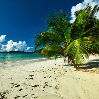 Beautiful beach with palm tree at Seychelles, Praslin, Cote d'Or