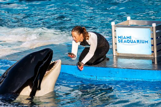 MIAMI,US - JANUARY 24,2014: Lolita,the killer whale at the Miami Seaquarium.Founded in 1955,the oldest oceanarium in the United States,the facility receives over 500,000 visitors annually 