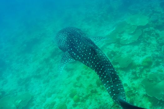Whale Shark (Rhincodon typus) swimming  in crystal clear blue waters at Maldives
