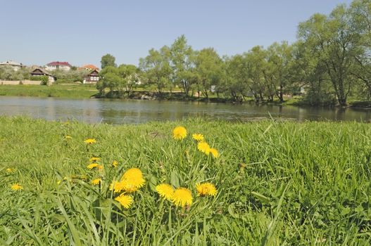 Flowering dandelions among green grass by a pond