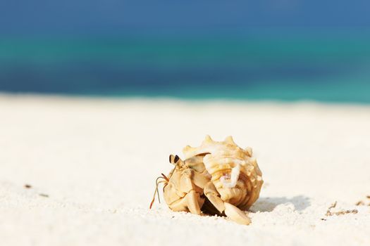 Hermit crab on beach at Maldives