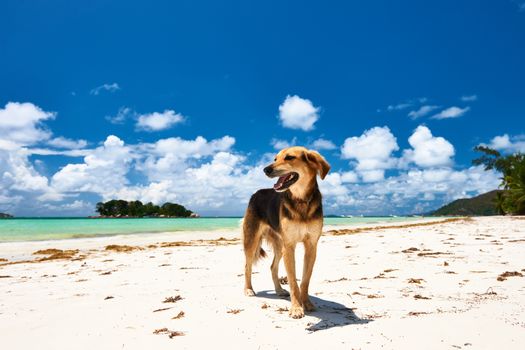 Dog at beach. Seychelles, Praslin, Cote d'Or