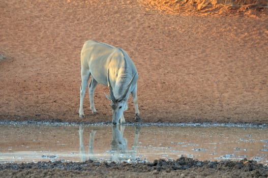Eland at the Haak-en-Steek Waterhole, Mokala National Park, South Africa
