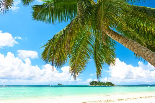 Beautiful beach with palm tree at Seychelles, Praslin, Cote d'Or