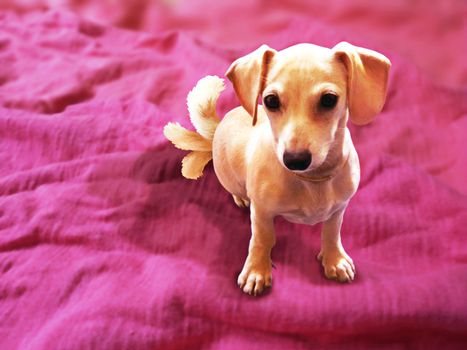 A cute puppy with three tails on a pink cloth.