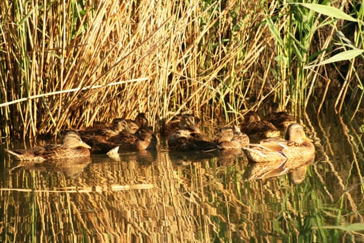 Wild ducks swimming in a swamp among the bulrushes