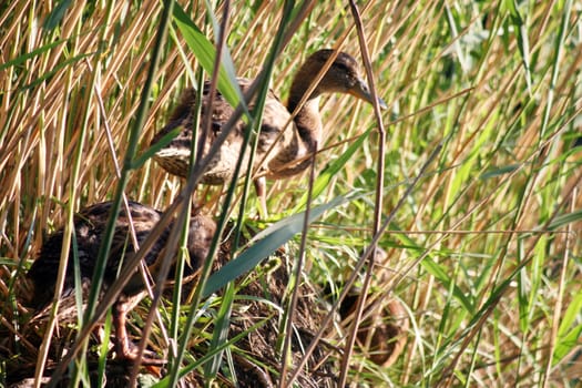 Wild duck hiding in a swamp among bulrushes