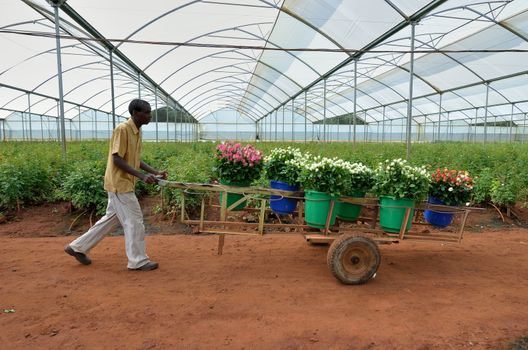 LUSAKA,ZAMBIA - DECEMBER 2: African men in the greenhouses select roses for export to Europe, which provide employment to 800 farmers, on December 2,in Lusaka, Zambia