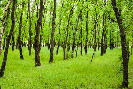 green young forest in summer or spring