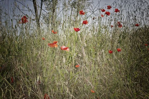 Red poppies on green weeds fields during spring in Italian countryside