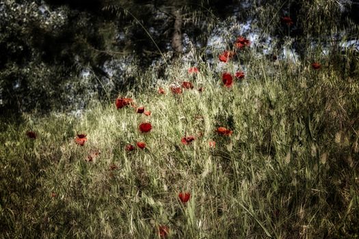 Red poppies on green weeds fields during spring in Italian countryside