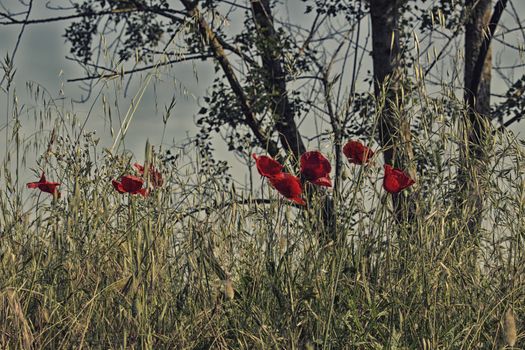 Red poppies on green weeds fields during spring in Italian countryside