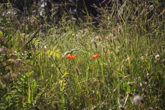 Red poppies on green weeds fields during spring in Italian countryside