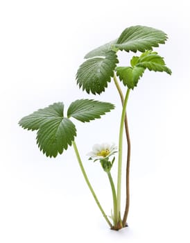 Isolated green bush of wild straberry on the white