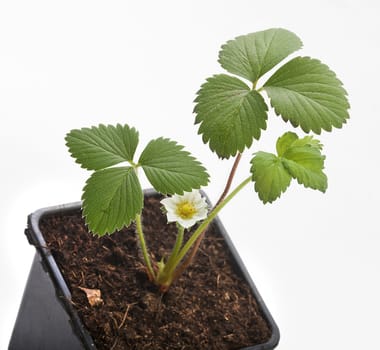 Isolated bush of wild strawberry in the soil