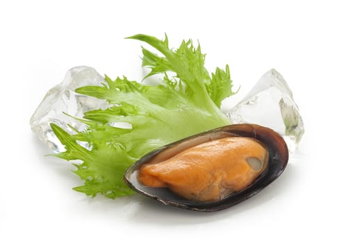 Isolated mussel on the shell with fresh lettuce and ice cubes