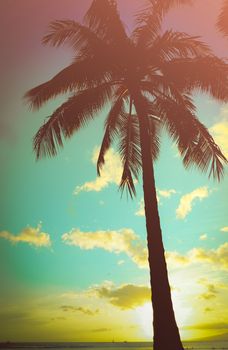 Retro Styled Lone Palm Tree In Hawaii