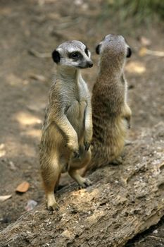 Meerkat or suricate (Suricata, suricatta) is a small mammal and a member of the mongoose family. Zoo in New Zealand
