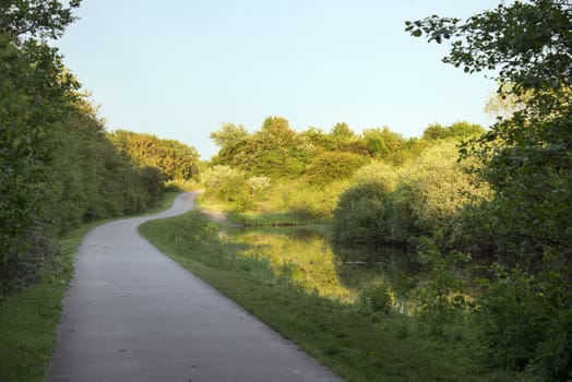 evening sunshine over the water and plants in nature