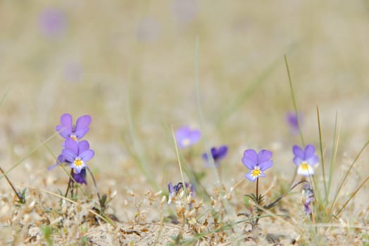 Purple dune pansy (viola curtisii) flowers in the sand.