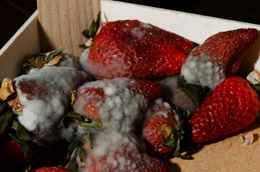 Lot of old mold strawberries, nice texture of mold.