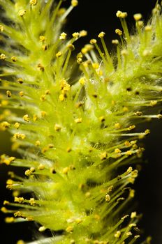 Green yellow willow bloom isolated on black background