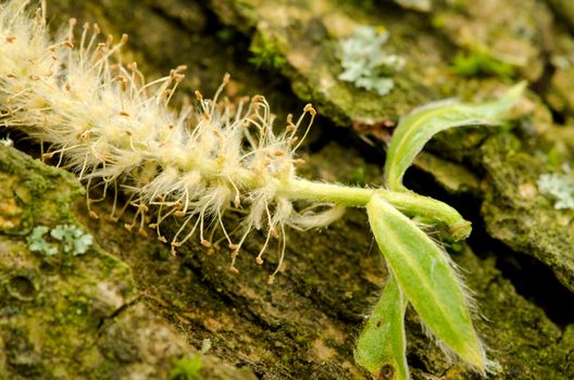 Green yellow willow bloom isolated on mossy rock