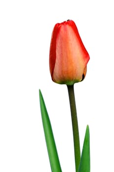 Beautiful red tulip detail isolated on white background