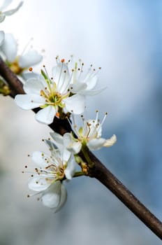 Tree branch with several white yellow blooms.